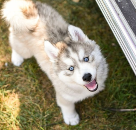 Pomsky Puppies For Sale